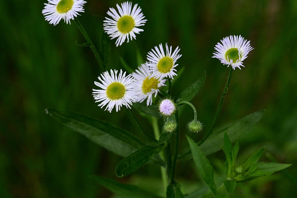 2025-06098899 Pointe Rok Neighborhood, MA.JPG - Daisy Fleabane. Pointe Rok Neighborhood, MA, 6-9-2025